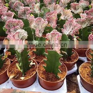 Mini Decoration Cactus Plants thumbnail-4