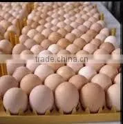 EGGS thumbnail-1
