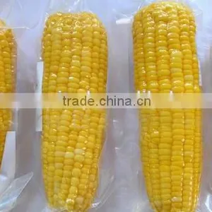 IQF Frozen Yellow Corn Cob in Vacuum Package thumbnail-1