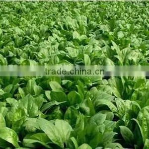 Spinach thumbnail-1