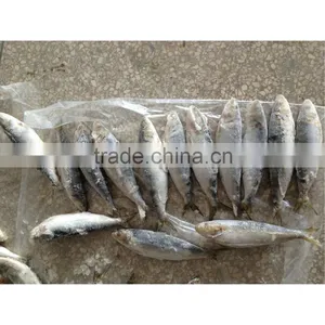 Fresh Frozen Whole Sardines on Sale From China thumbnail-1
