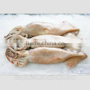 Chinese Illex thumbnail-1