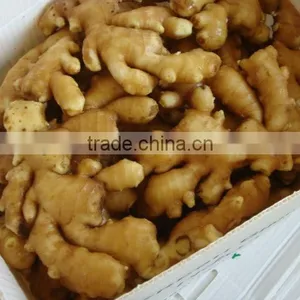 Good Quality Fresh Ginger thumbnail-1