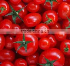 Tomato Paste With Drum Packing/WoCanned Tomato Paste, Sachet Tomato Paste, Tomato Sauce, Tomato Puree, Tomaoden Bins/Tin Packing thumbnail-1