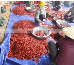 High Quality VIETNAM DRIED HOT CHILLI thumbnail-2