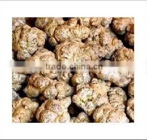 Panax Notoginseng thumbnail-1