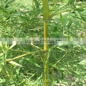 Shibataea Chinensis Nakai thumbnail-2