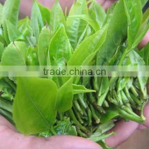 Gua Feng Zhai Pu'Er ----- Honey Sweet Mouth Feel thumbnail-2