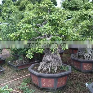 Natural Bonsai Ficus Good Shaped Bonsai thumbnail-2