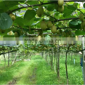 Calcium Ammonium Nitrate Fertilizer For Fruit and Vegetables thumbnail-6