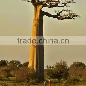SJ2000600 Landscaping Decorative Outdoor Baobab Model Tree thumbnail-3