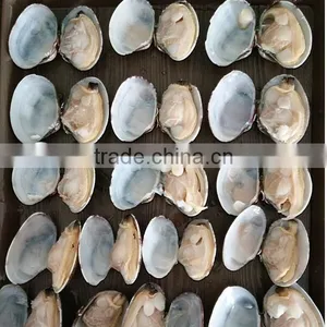 COOKED AND FROZEN SHORT NECKED CLAM thumbnail-1