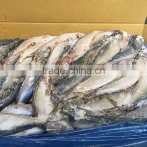 Block Frozen Pacific Mackerel thumbnail-4