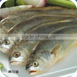 Frozen Yellow Croaker thumbnail-1