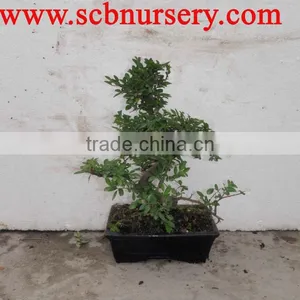 Chinese Ulmus Indoor Bonsai Wholesale thumbnail-1
