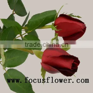 Fragrant Aroma Crazy Selling Fresh Cut Roses Fresh Cut Marigold Roses Carola for Wedding Decoration From Kunming thumbnail-1
