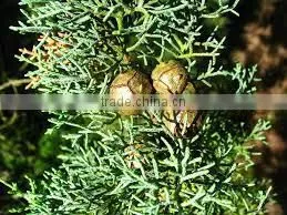 Cypress Oil thumbnail-3