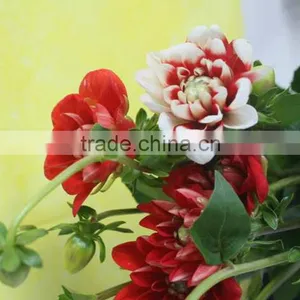 Cut Fresh Latest Dahlia Plants thumbnail-5