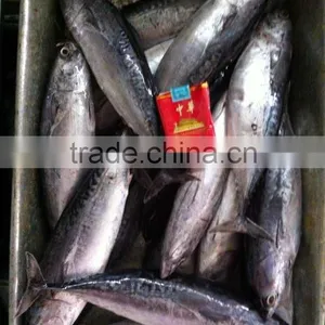 15kgs per Carton Sea Frozen Bonito and Auxis Thazard thumbnail-3