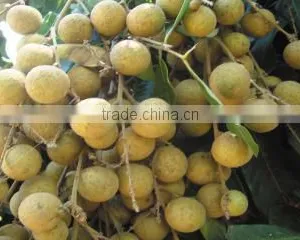 Longan thumbnail-2