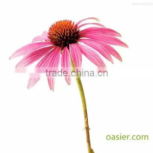 100% Natural Echinacea Extract Polyphenols 4% UV Improve Immunity thumbnail-1
