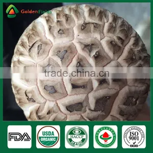 Golden Fields Supplier of Shiitake Spawn Mycelium Growing Bag Shiitake Mushroom Growing Kits thumbnail-2
