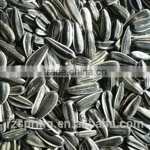 BLACK WITH WHITE STRIP SUNFLOWER SEEDS 5009,0409,363,601,3939 thumbnail-5