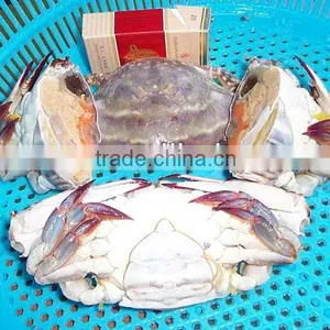 Frozen Crab thumbnail-3