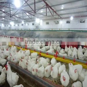 Automatic Poultry Farming Equipment for Broiler Breeder Chicken thumbnail-1