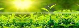 Green Tea SP2 ( Super Pekoe 2 ) is Famous Organic Tea From Tea Paris Viet Nam thumbnail-5