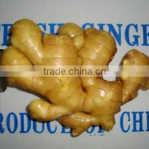 Fresh Young Ginger thumbnail-1