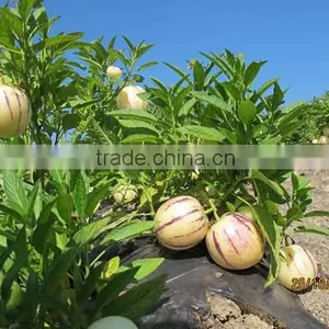 Pepino Seed Pepino Cucumber Seeds For Cultivation Germination Rate Above 93% thumbnail-5
