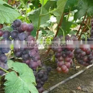 Grape Tree Seedling thumbnail-1