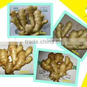 Chinese Fresh Ginger thumbnail-4