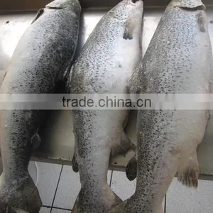 Whole Atlantic Salmon thumbnail-1