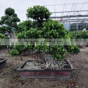 Ficus Microcarpa Bonsai Tree Good Shaped thumbnail-1
