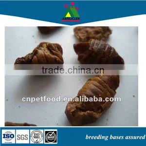 Sale Prices Sun Conure Parrot Koi Worm Silkworm Pupae thumbnail-1