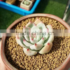 Tropical Orchids Soil/Succulent Growing Media/Cactus Growing Medium thumbnail-5