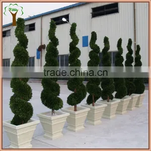 Commercial Decorative Preserved Spiral Boxwood Topiary thumbnail-3