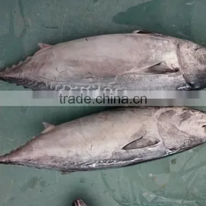 Frozen New Fish Bonito Tuna Whole thumbnail-3