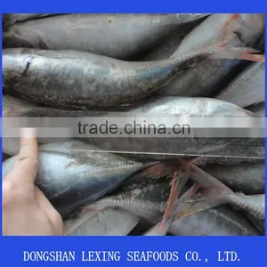Frozen Red Tail Horse Mackerel thumbnail-1