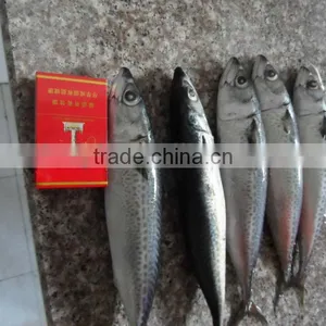 New Frozen Mackerel From China thumbnail-1