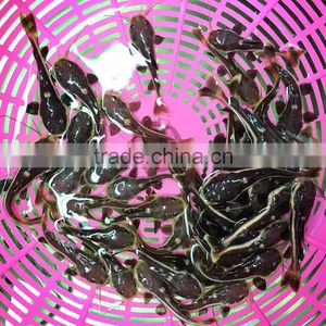 Red Tail Cat Fish for Aquarium Fish Export thumbnail-1
