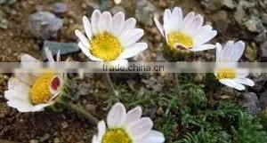 Anacyclus Pyrethrum thumbnail-2