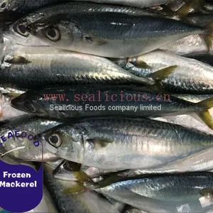 NEW LANDING FROZEN FISH PACIFIC MACKEREL, SEA FROZEN MACKEREL 400-600g thumbnail-4