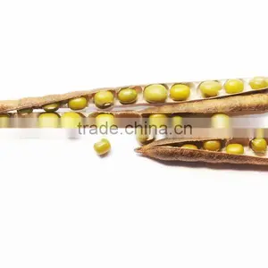Organic Chinese Green Mung Beans thumbnail-1