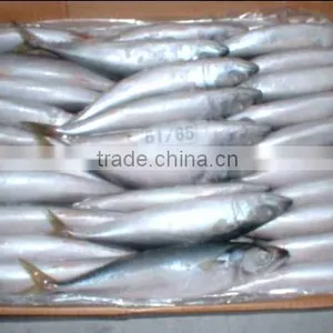 WR Frozen Pacific Mackerel thumbnail-3