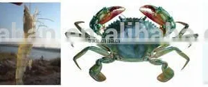 Aquatic Product to Promote Algae Growth thumbnail-1