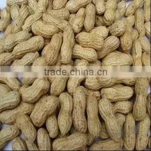 New Crop Coated Peanut in Shell thumbnail-1