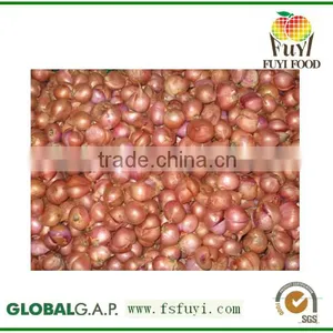 2015 100% Fresh Shallot Onion in China thumbnail-1